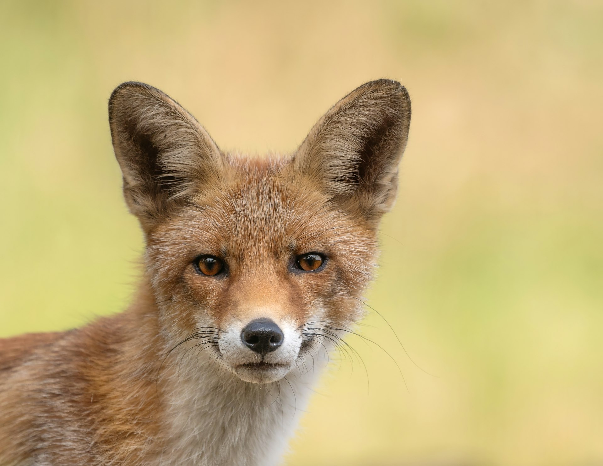 Understanding Will Cain's Role as Neil Cavuto's Replacement at Fox News